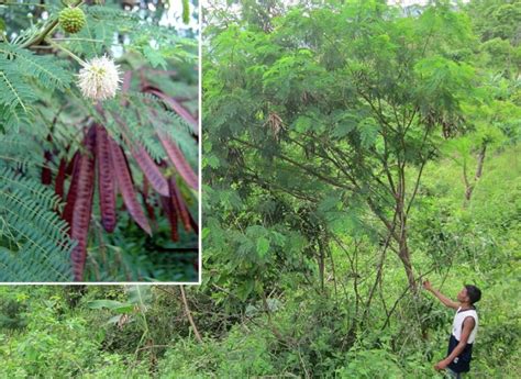 The versatile ipil.